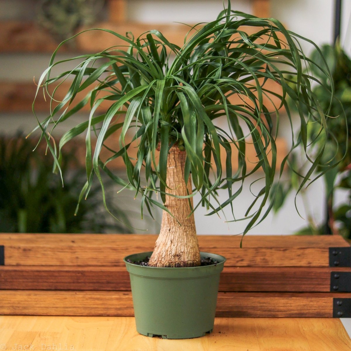  Beaucarnea Recurvata 'Ponytail Palm'