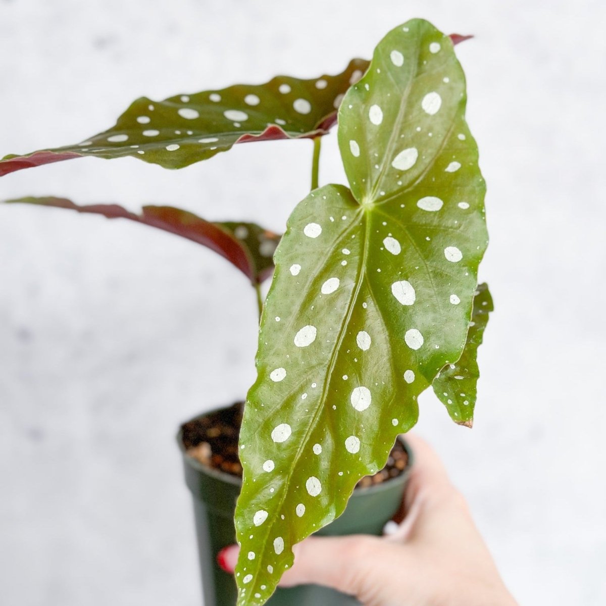  Begonia Maculata 'Wightii' - Polka Dot Begonia - 4.5 Inch