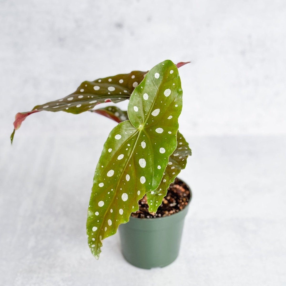  Begonia Maculata 'Wightii' - Polka Dot Begonia - 4.5 Inch