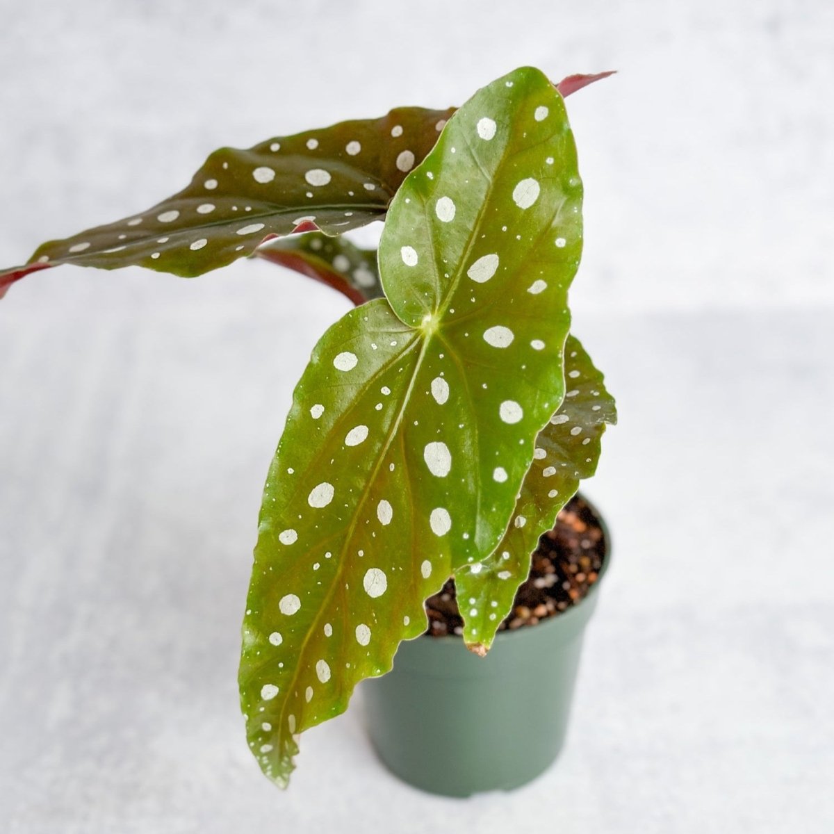  Begonia Maculata 'Wightii' - Polka Dot Begonia - 4.5 Inch