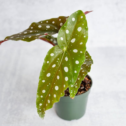  Begonia Maculata 'Wightii' - Polka Dot Begonia - 4.5 Inch