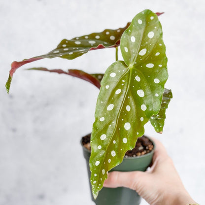  Begonia Maculata 'Wightii' - Polka Dot Begonia - 4.5 Inch
