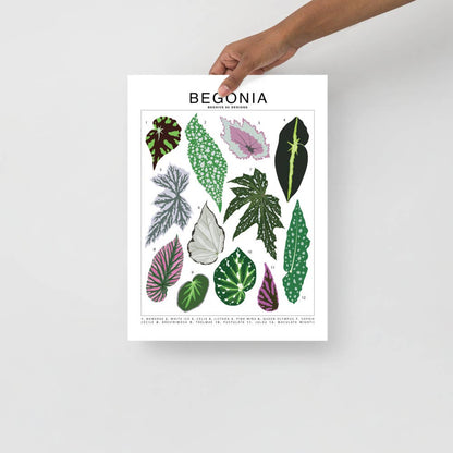  Begonia Species ID Chart - Botanical Houseplant Art Print