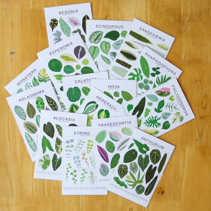  Begonia Species ID Chart - Botanical Houseplant Art Print