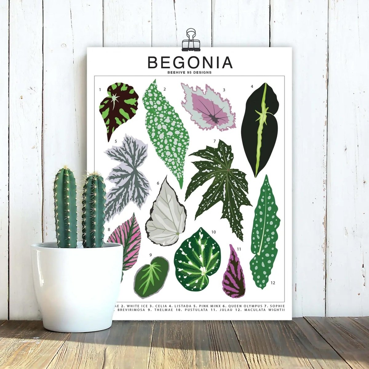  Begonia Species ID Chart - Botanical Houseplant Art Print