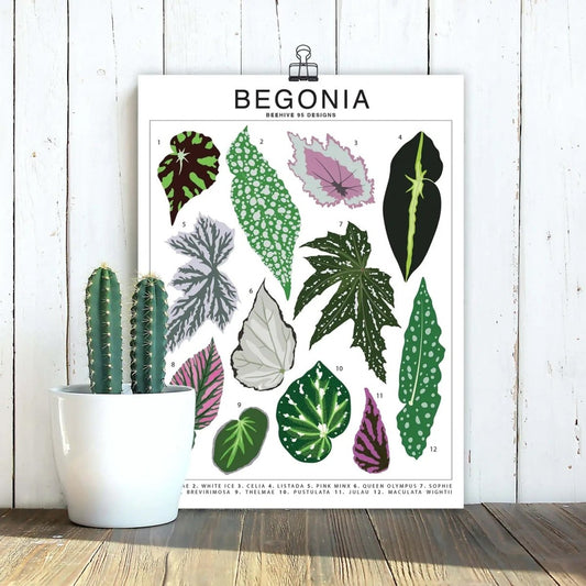  Begonia Species ID Chart - Botanical Houseplant Art Print
