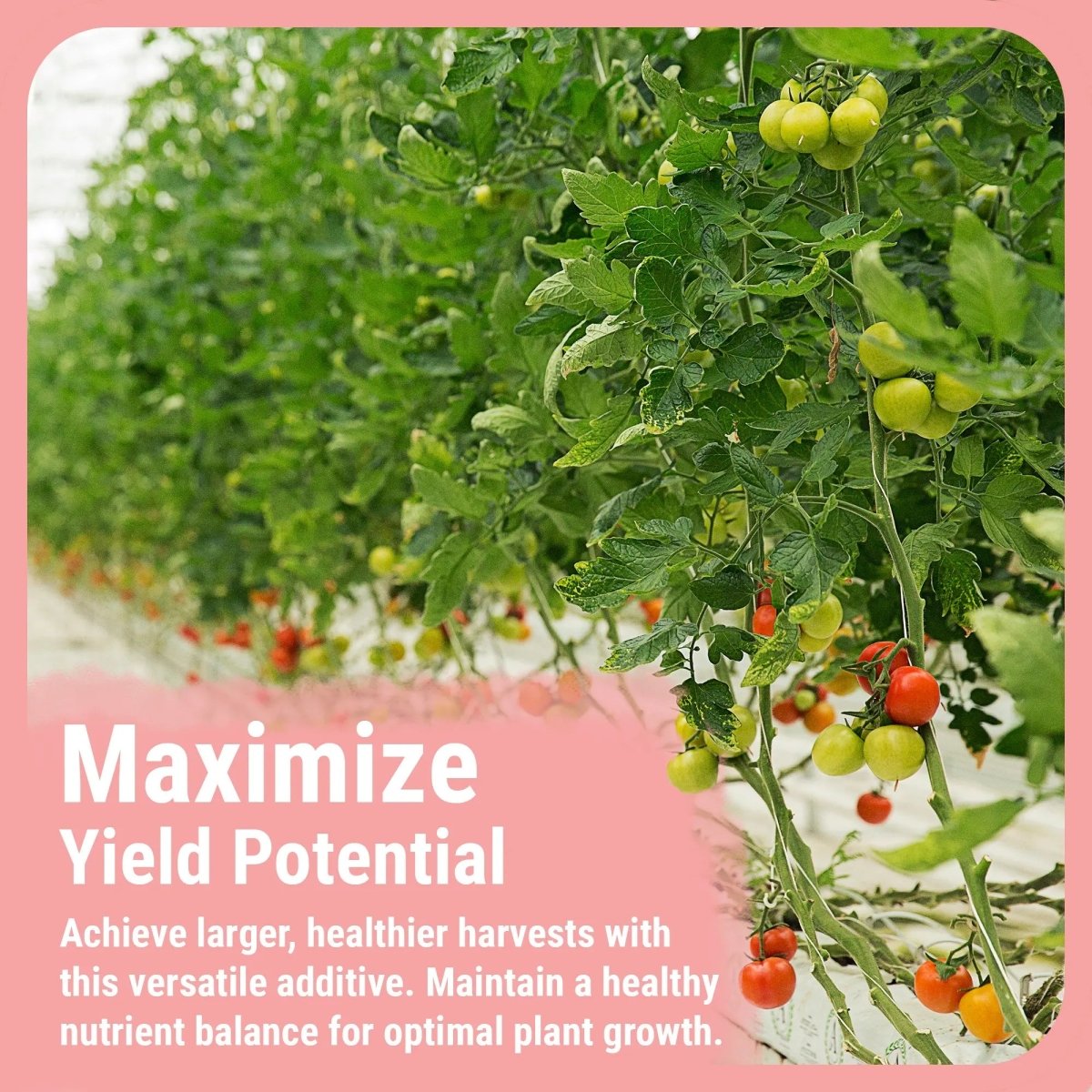 Bud Booster | Bigger Buds And Increased Yields