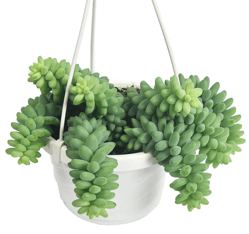  Burro's Tail Succulent - Sedum Morganianum Hanging Basket