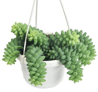  Burro's Tail Succulent - Sedum Morganianum Hanging Basket