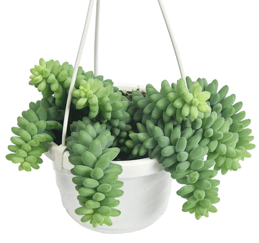  Burro's Tail Succulent - Sedum Morganianum Hanging Basket