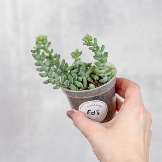  Burro's Tail Succulent - Sedum Morganianum