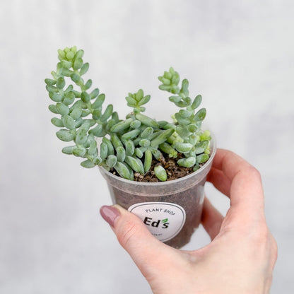  Burro's Tail Succulent - Sedum Morganianum