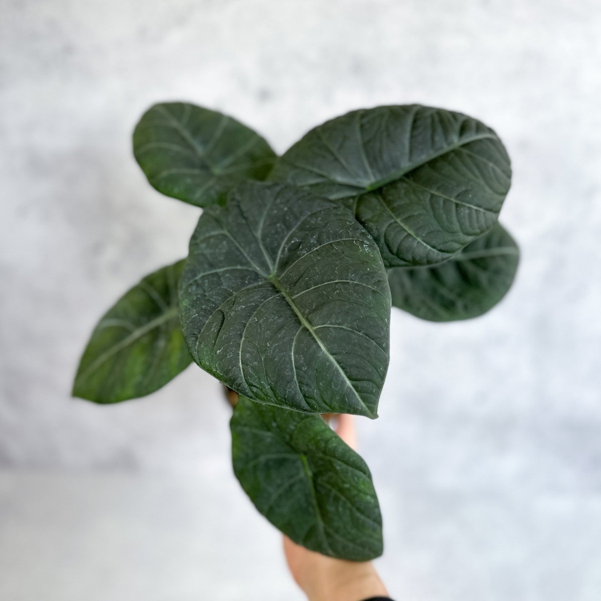  Alocasia 'Nebula' – Ed's Plant Shop