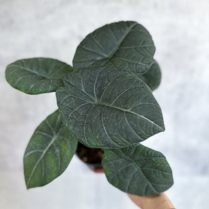  Alocasia 'Nebula' – Ed's Plant Shop