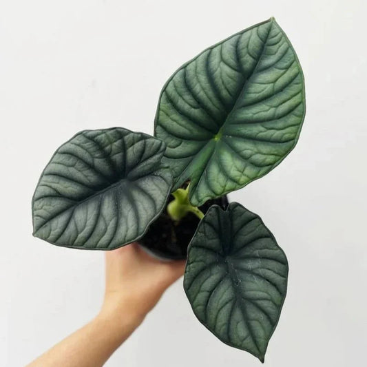  Alocasia 'Nebula' – Ed's Plant Shop