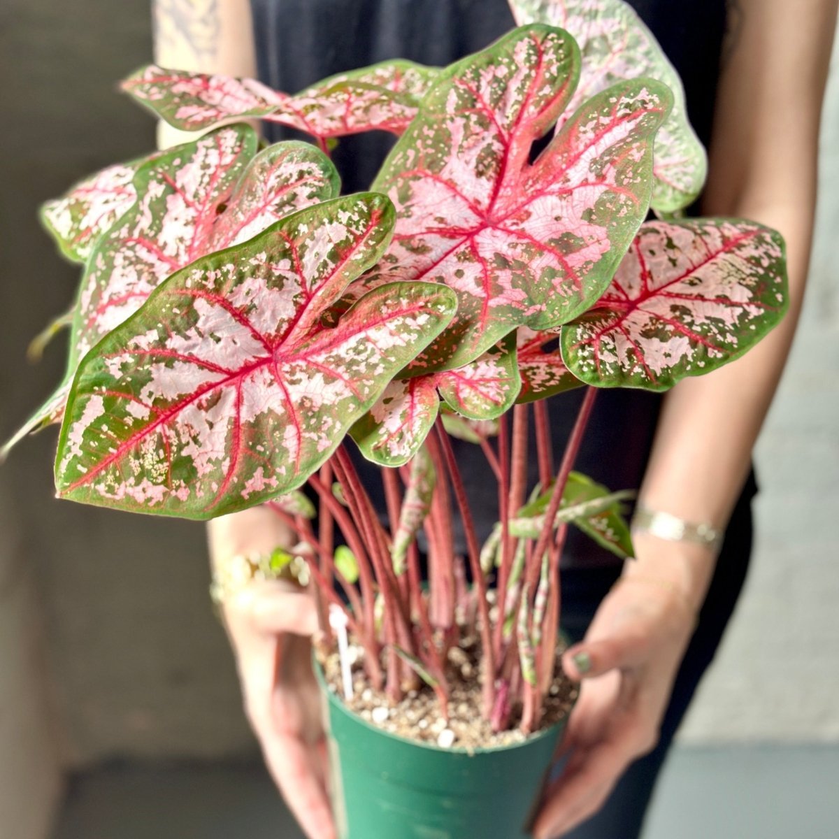  Caladium - Assorted Foliage Varieties