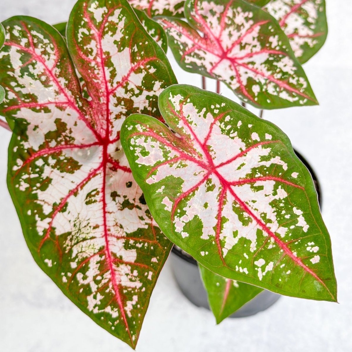  Caladium - Assorted Foliage Varieties