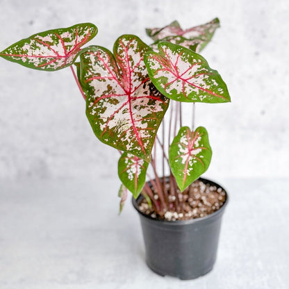  Caladium - Assorted Foliage Varieties