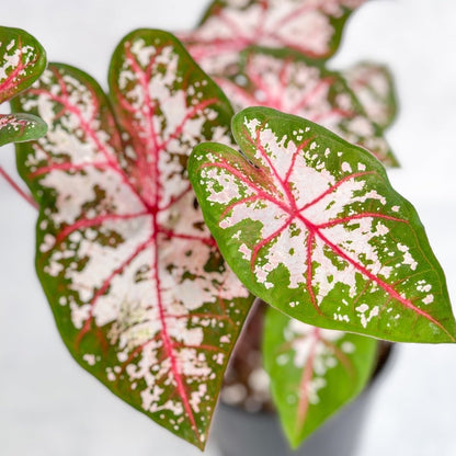  Caladium - Assorted Foliage Varieties