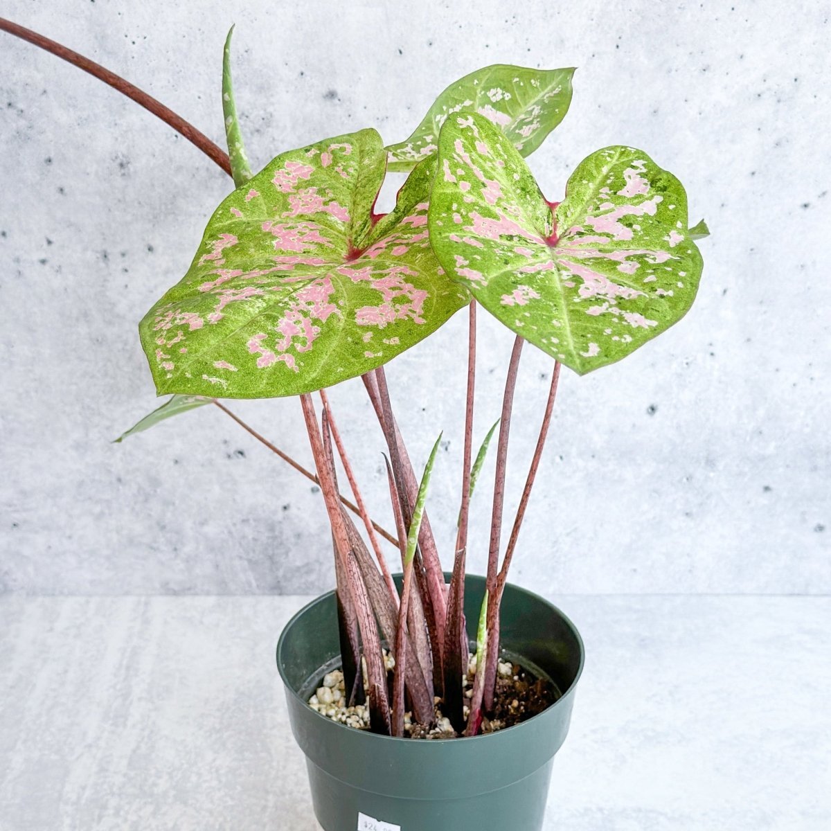  Caladium - Assorted Foliage Varieties