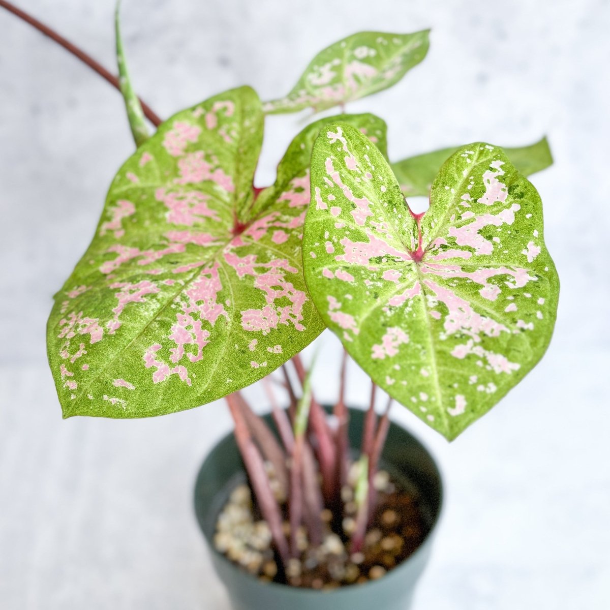  Caladium - Assorted Foliage Varieties