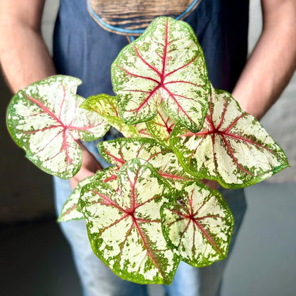  Caladium - Assorted Foliage Varieties