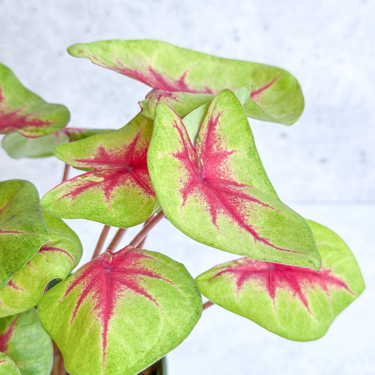  Caladium 'Fiesta' - Fiesta Caladium