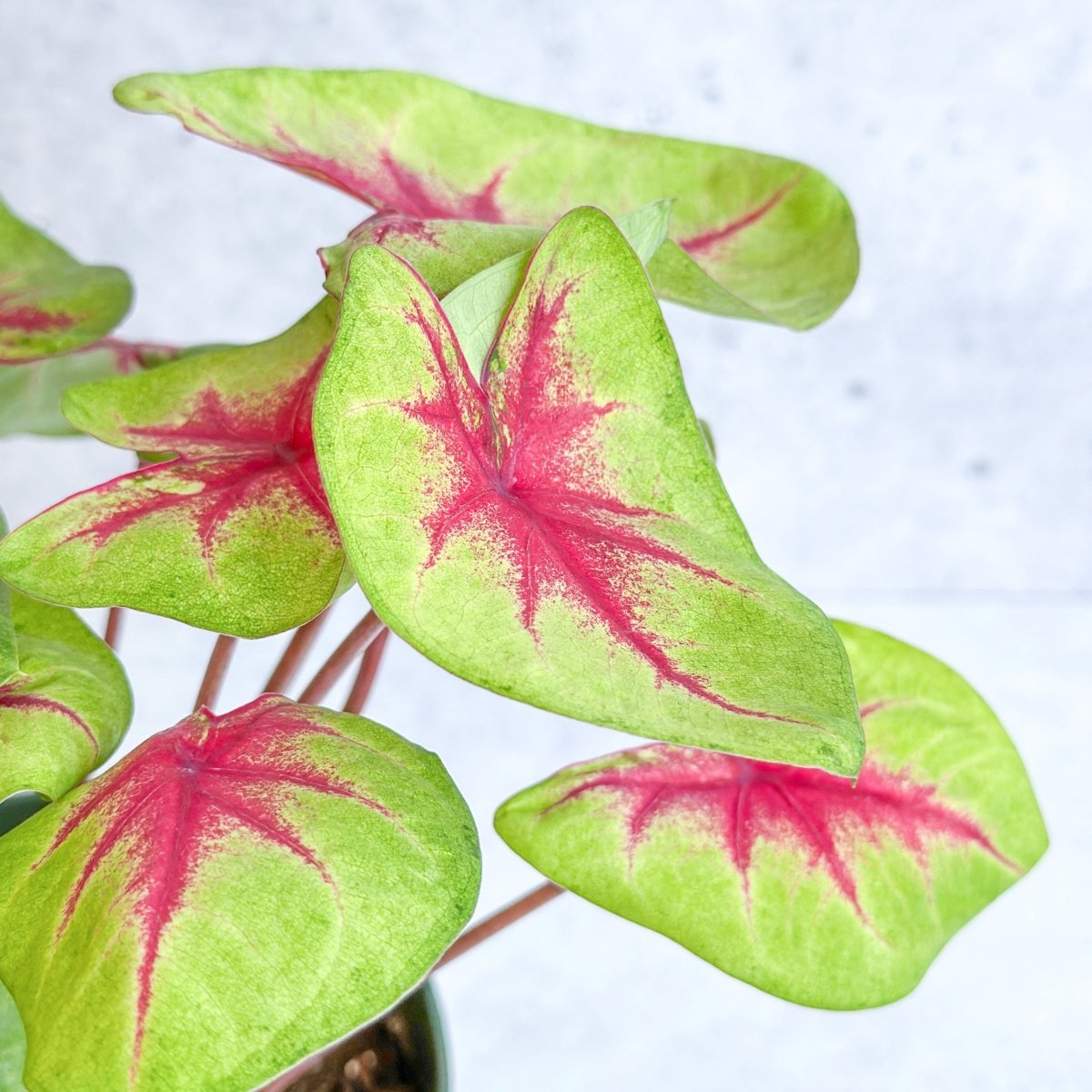 Caladium 'Fiesta' - Fiesta Caladium