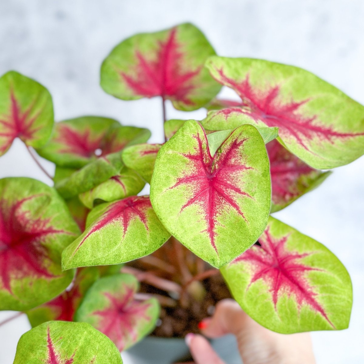  Caladium 'Fiesta' - Fiesta Caladium
