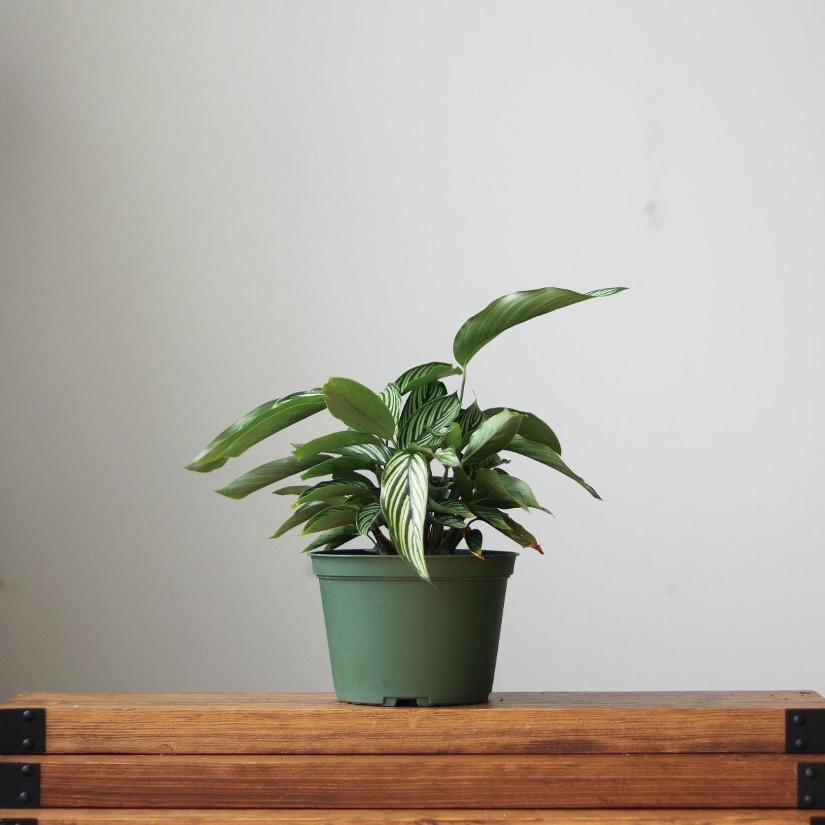  Calathea Elliptica 'Vittata' - Various Sizes