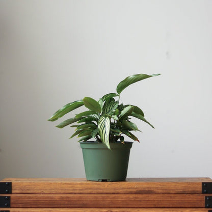  Calathea Elliptica 'Vittata' - Various Sizes