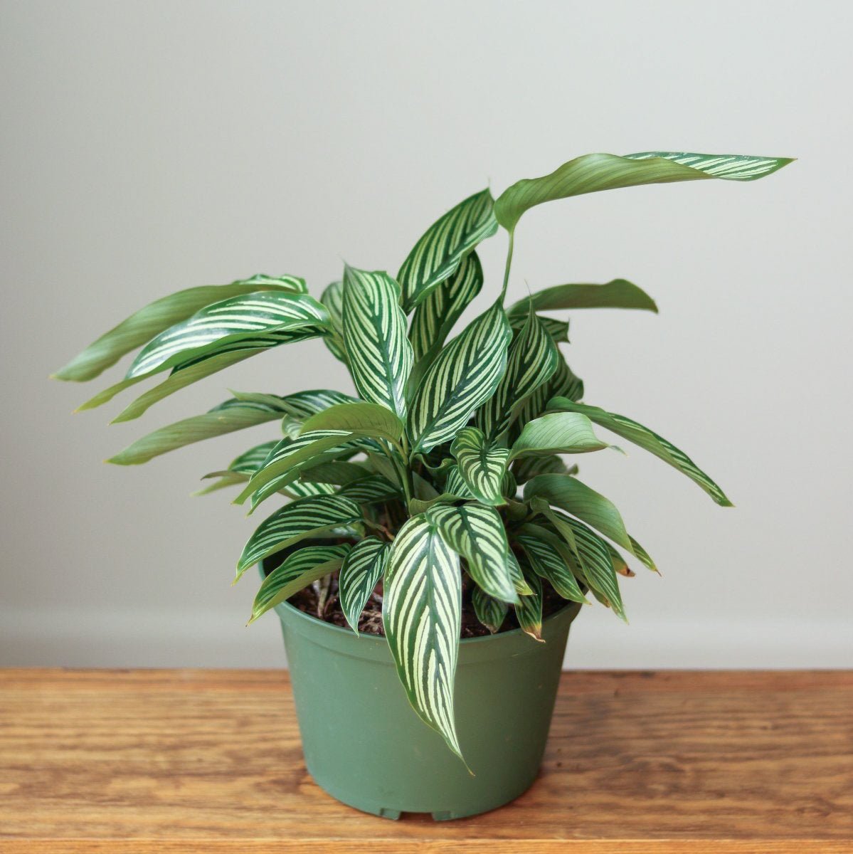  Calathea Elliptica 'Vittata' - Various Sizes