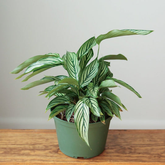  Calathea Elliptica 'Vittata' - Various Sizes