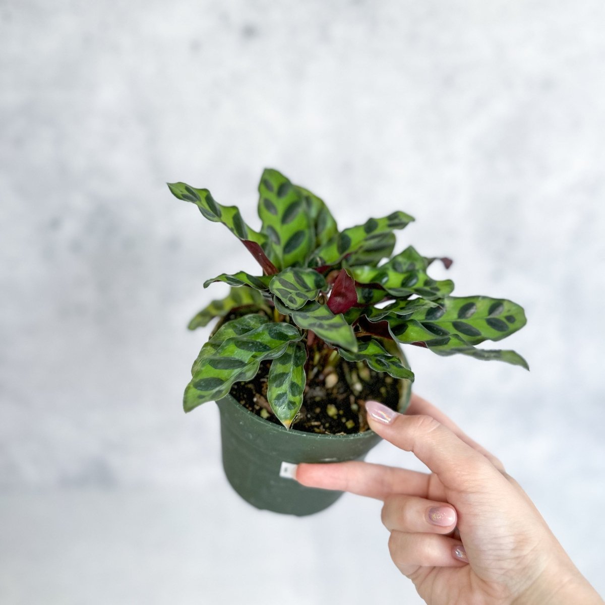  Calathea Lancifolia 'Rattlesnake' (Goeppertia Lancifolia)