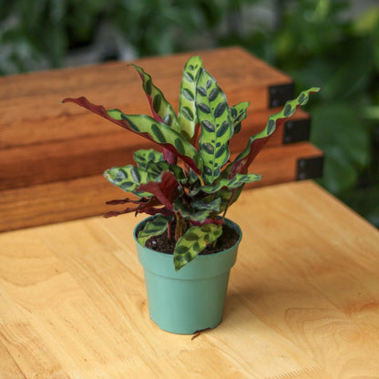  Calathea Lancifolia 'Rattlesnake' (Goeppertia Lancifolia)