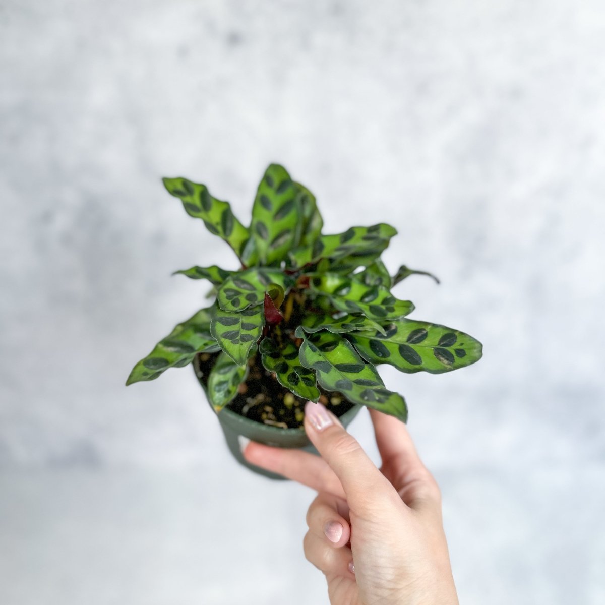  Calathea Lancifolia 'Rattlesnake' (Goeppertia Lancifolia)