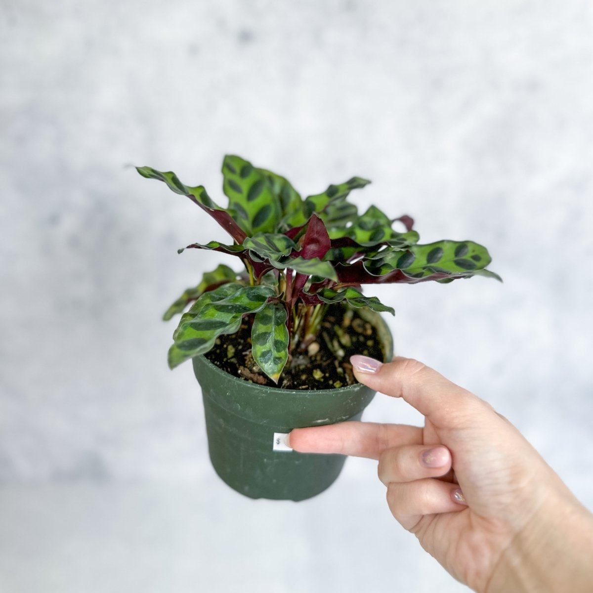 Calathea Lancifolia 'Rattlesnake' (Goeppertia Lancifolia)