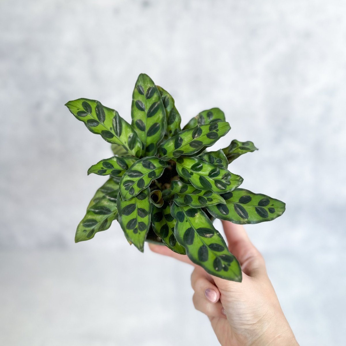  Calathea Lancifolia 'Rattlesnake' (Goeppertia Lancifolia)