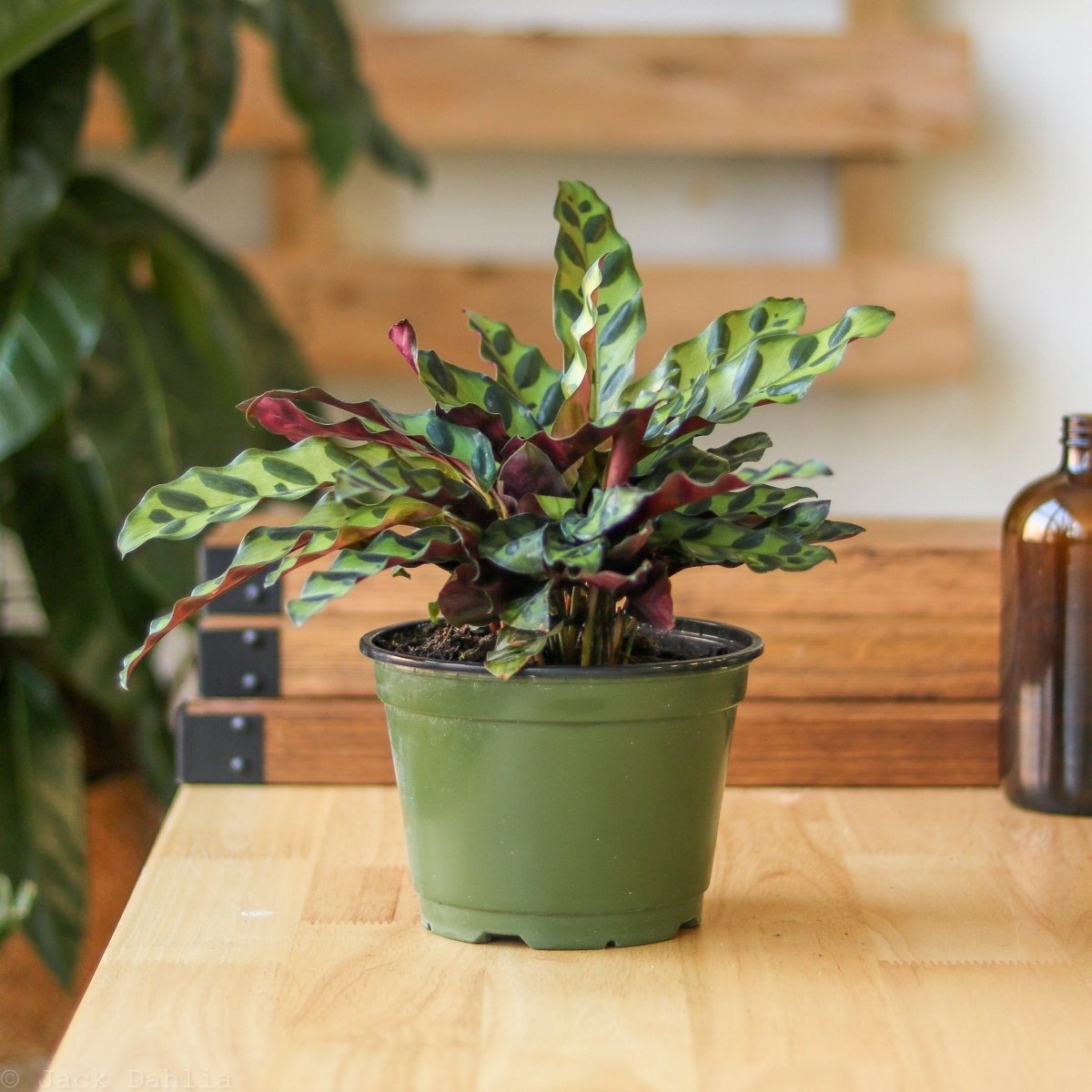  Calathea Lancifolia 'Rattlesnake' (Goeppertia Lancifolia)