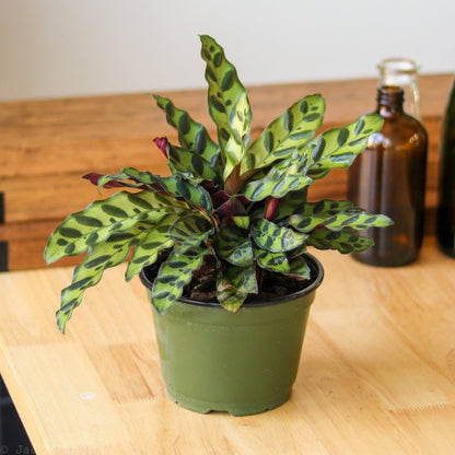  Calathea Lancifolia 'Rattlesnake' (Goeppertia Lancifolia)