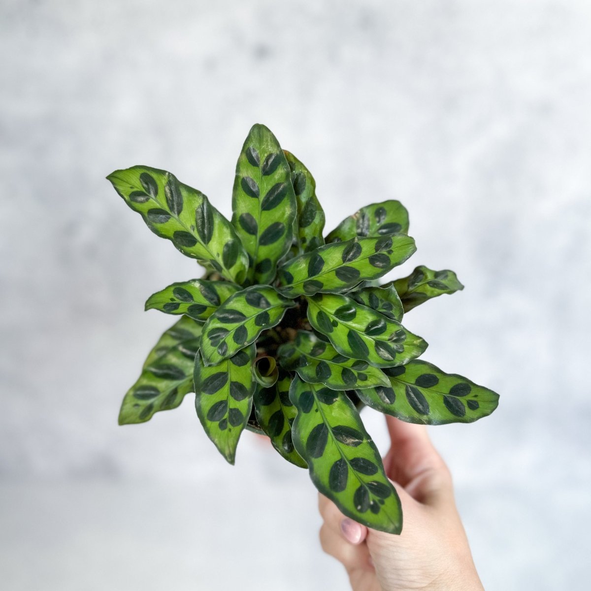  Calathea Lancifolia 'Rattlesnake' (Goeppertia Lancifolia)