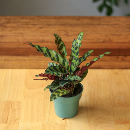  Calathea Lancifolia 'Rattlesnake' (Goeppertia Lancifolia)