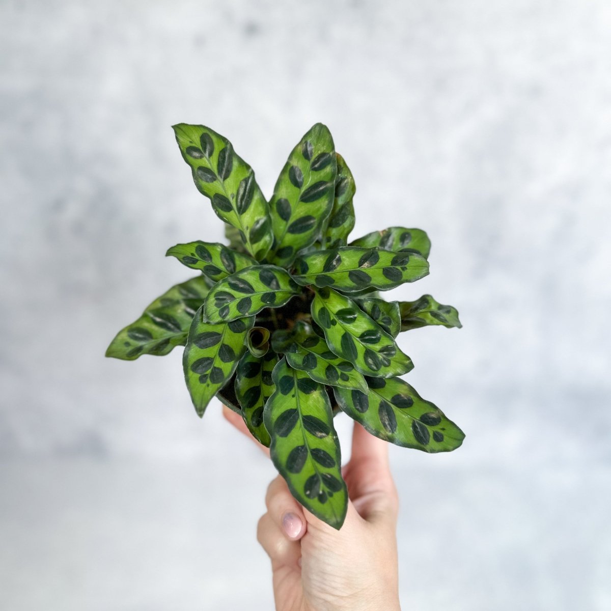  Calathea Lancifolia 'Rattlesnake' (Goeppertia Lancifolia)