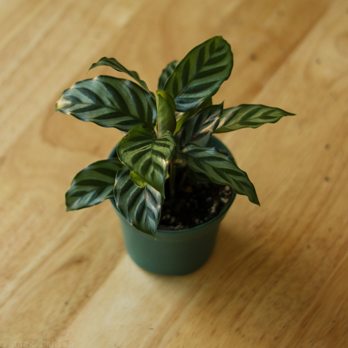  Calathea Leopardina - Concinna 'Freddie'