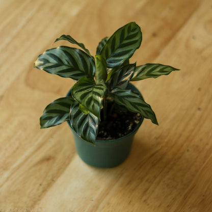  Calathea Leopardina - Concinna 'Freddie'