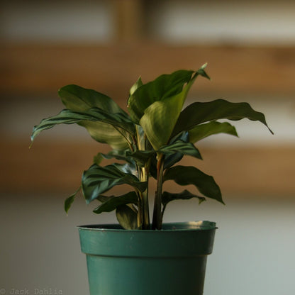  Calathea Leopardina - Concinna 'Freddie'