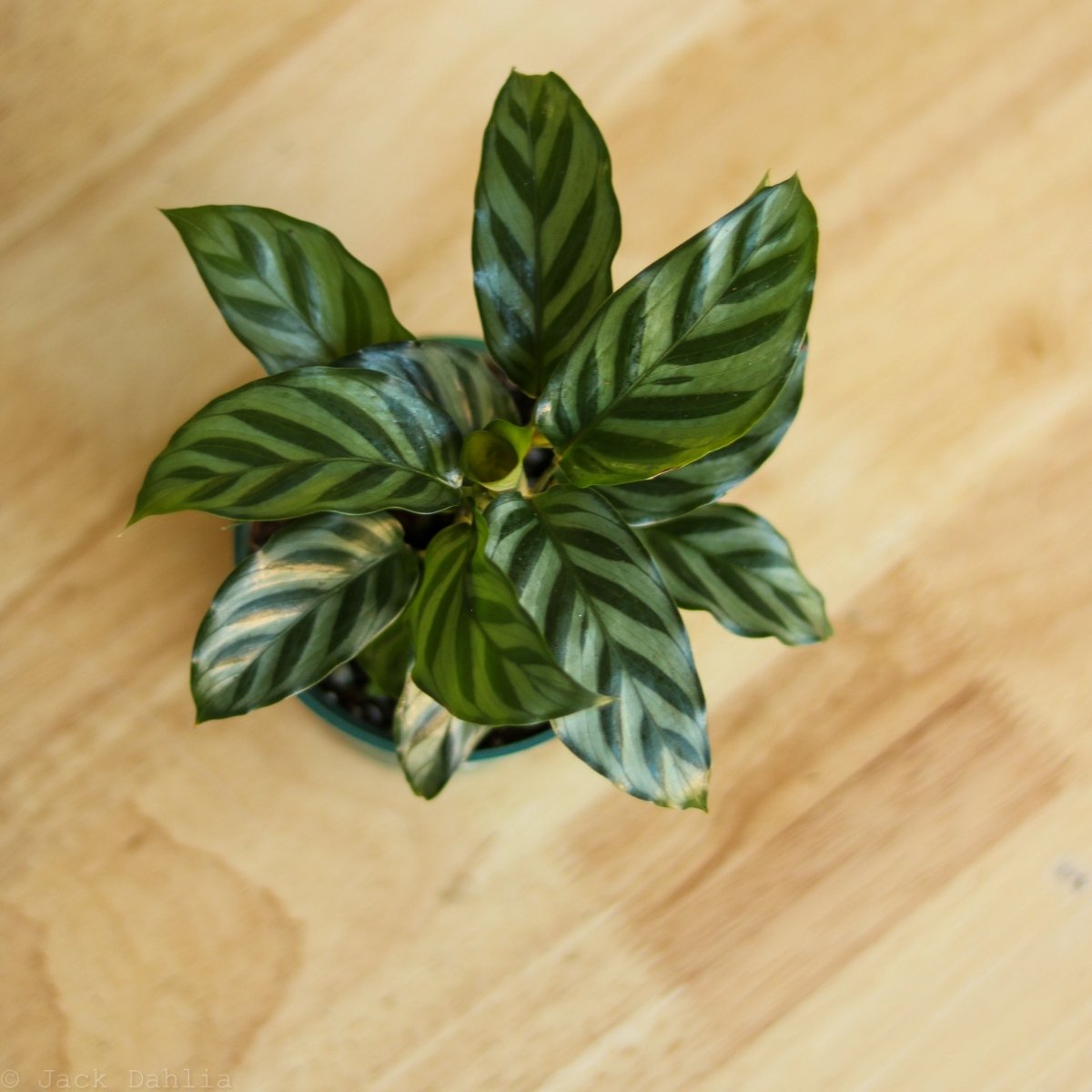  Calathea Leopardina - Concinna 'Freddie'