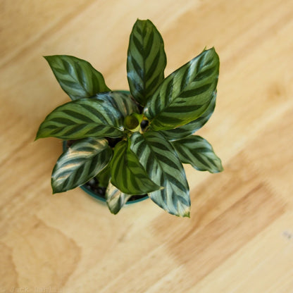  Calathea Leopardina - Concinna 'Freddie'