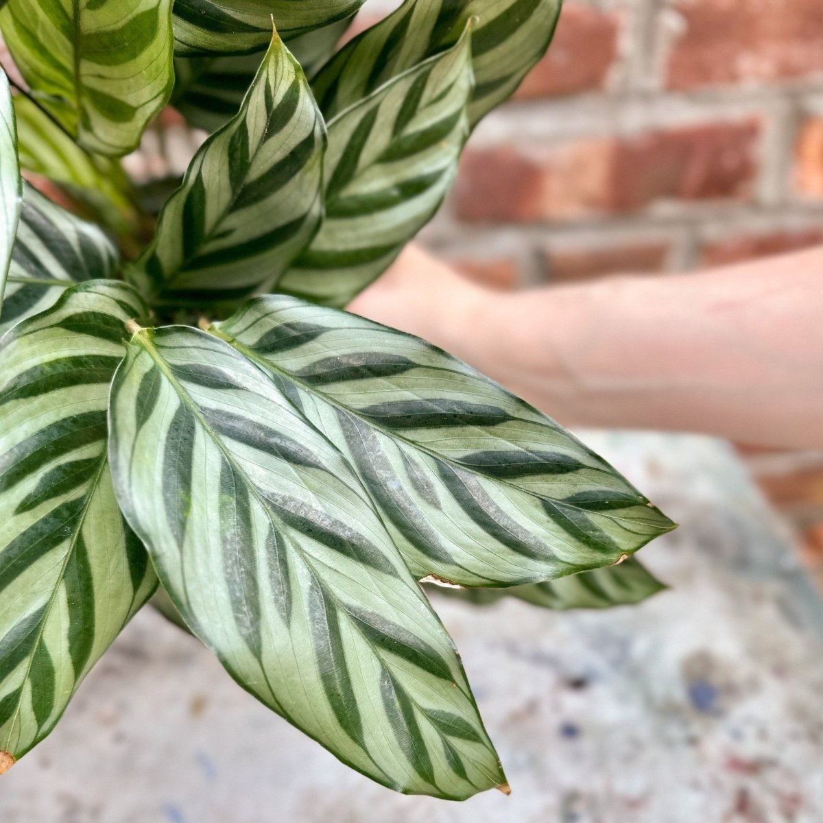  Calathea Leopardina - Concinna 'Freddie'