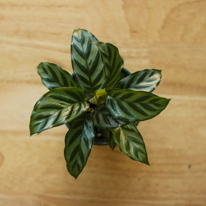  Calathea Leopardina - Concinna 'Freddie'